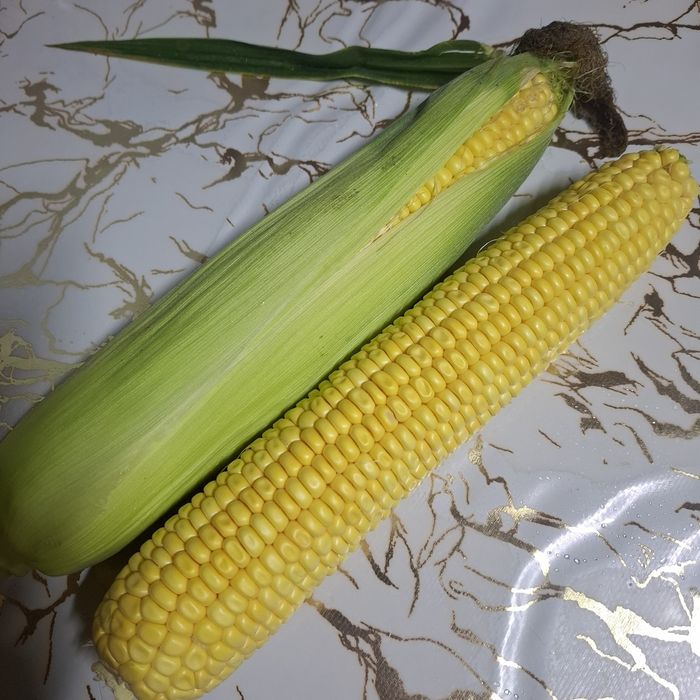Продам кукурузу в початках