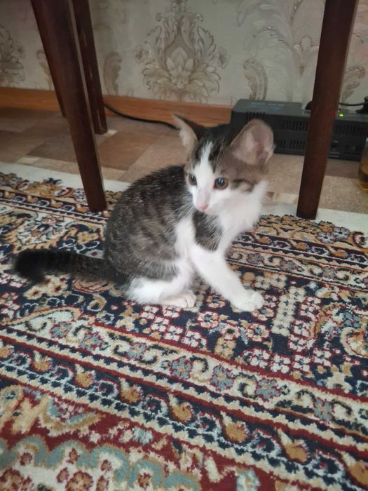 Отдам котенка в добрые руки