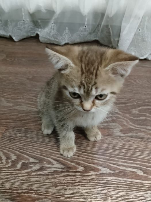 Отдам котят в добрые руки