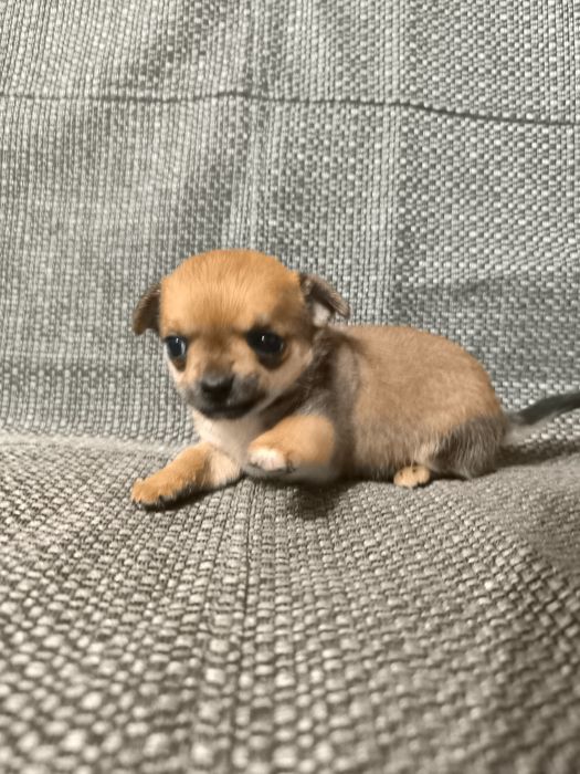 Девочка чихуахуа