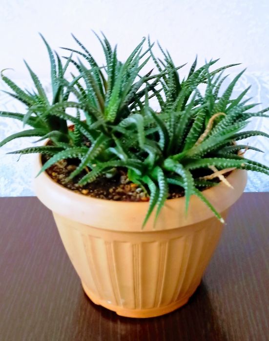 Цветы разные варианты