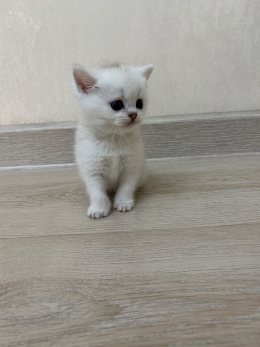 Котята Британские Шиншилы