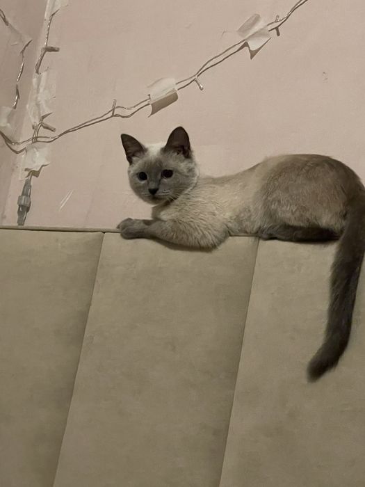 отдам кошку в добрые руки