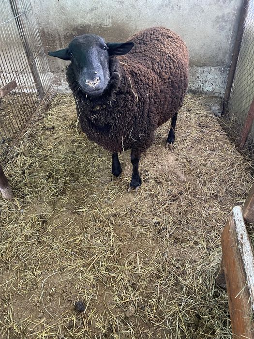 Scimb berbec rasa de carne Jura