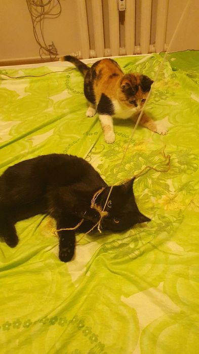 Приемен / постоянен Дом за трицветна принцеса