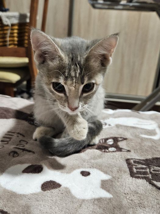 Котенок Бенгал мальчик продам