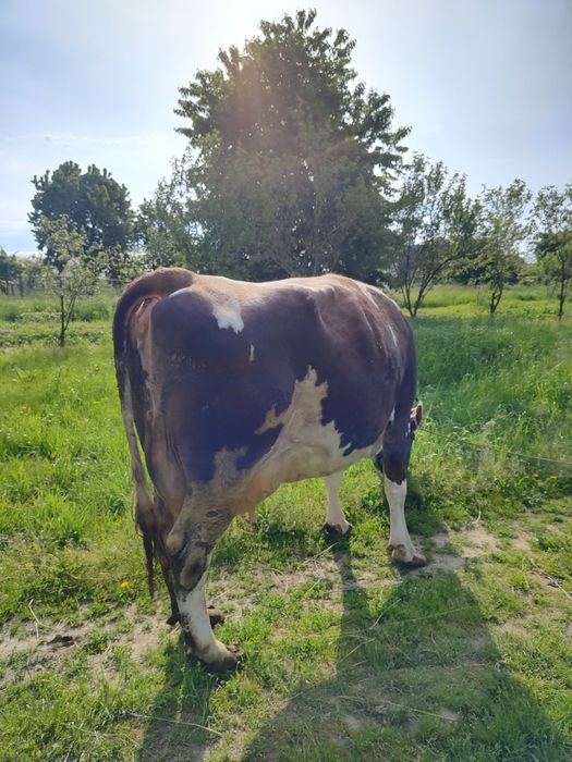Vaca tânără de lapte