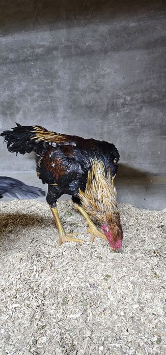 Дакан бойцовая птица