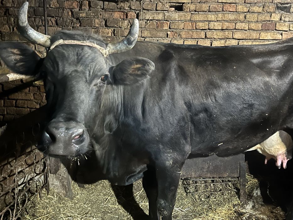 Корова родила 2 теленков