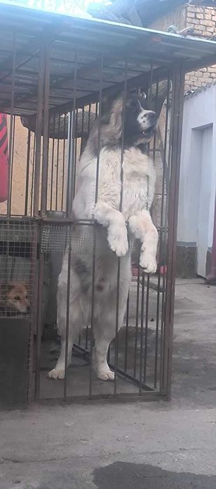 кавказская овчарка вязка