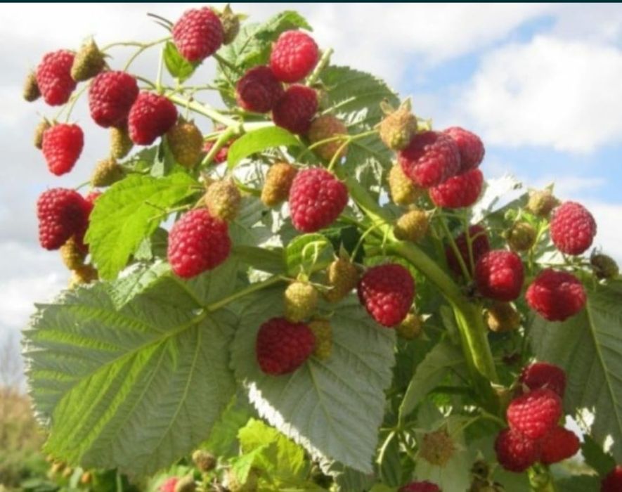 Малина ремонтантная