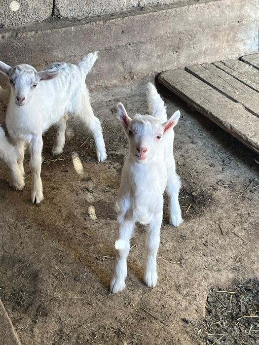Занен сүтті ешкі сатылады