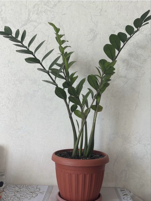 Продам Замиокулькас (долларовое дерево)