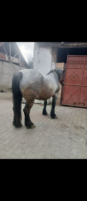 Iapa de 7ani garantat