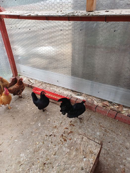 Gainute pitice diferite rase