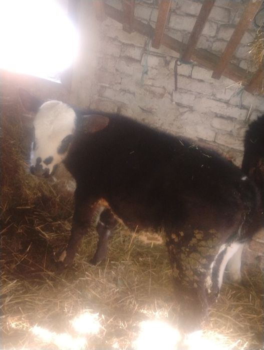 Продавам  две женски телета Сементал