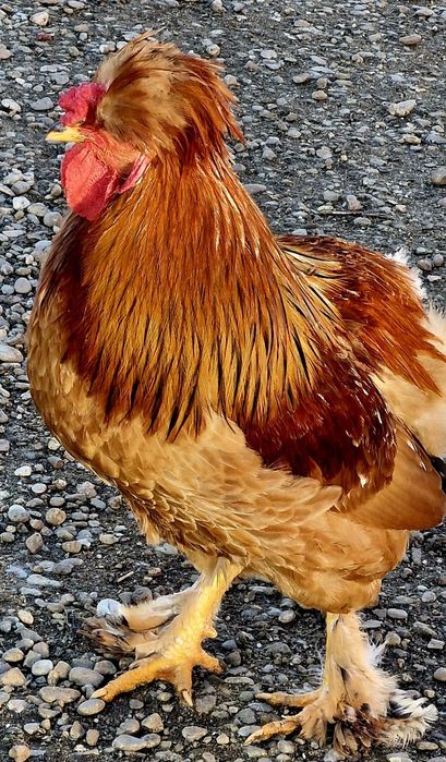 Vand cocosi de rasa sau de taiat