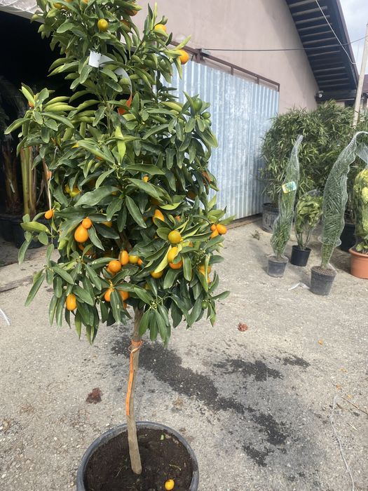 Pomi fructiferi si citrice