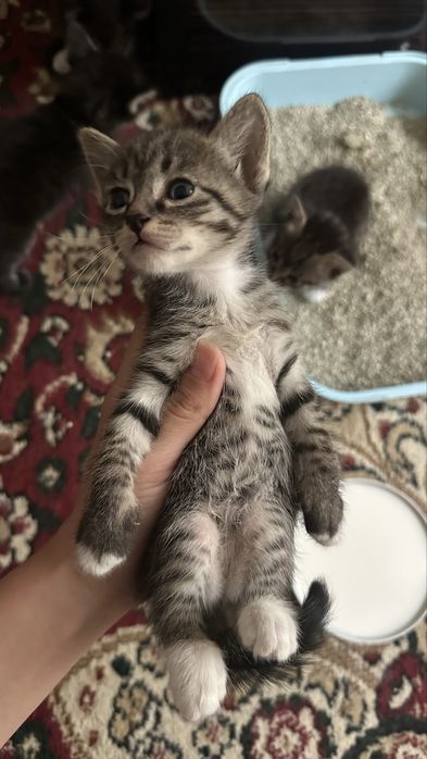 Котята 1 месяца — отдам даром в хорошие руки!