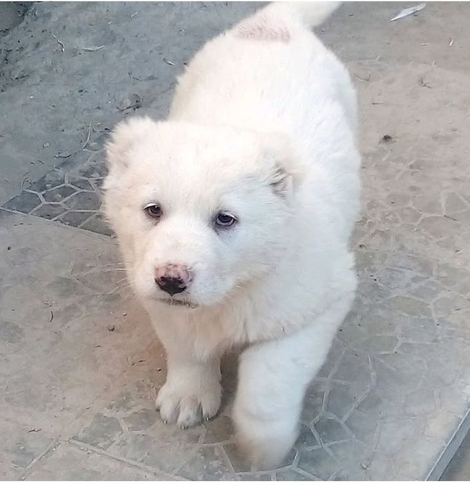 Alabay sotilad 2-ta erkak 1-ta ayol tel