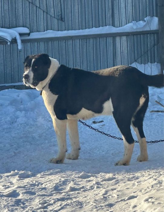 Алабай щенок [тобет]