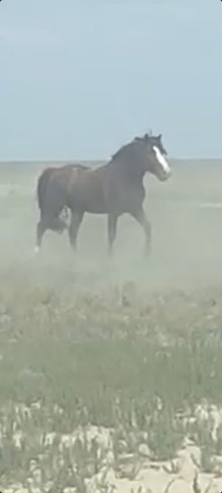 Айғыр сатылады. Кушум айғыр.