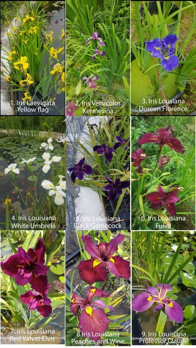 Продавам водни лилии, водни ириси и тор Osmocote за тях.