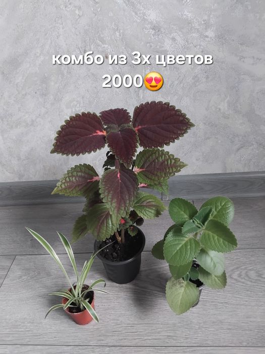 Комбо цветов разных