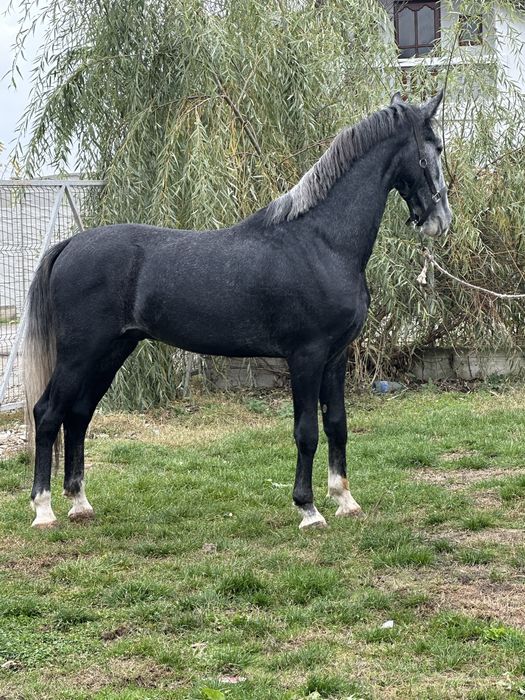 Armasar kwpn , genetica foarte buna