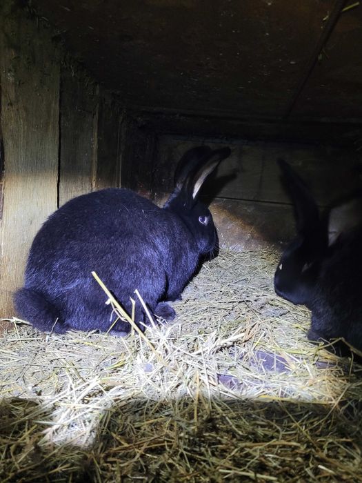 Iepuri marele german