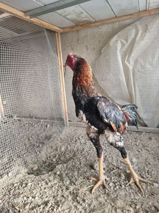 Dakan xo'roz sotiladi