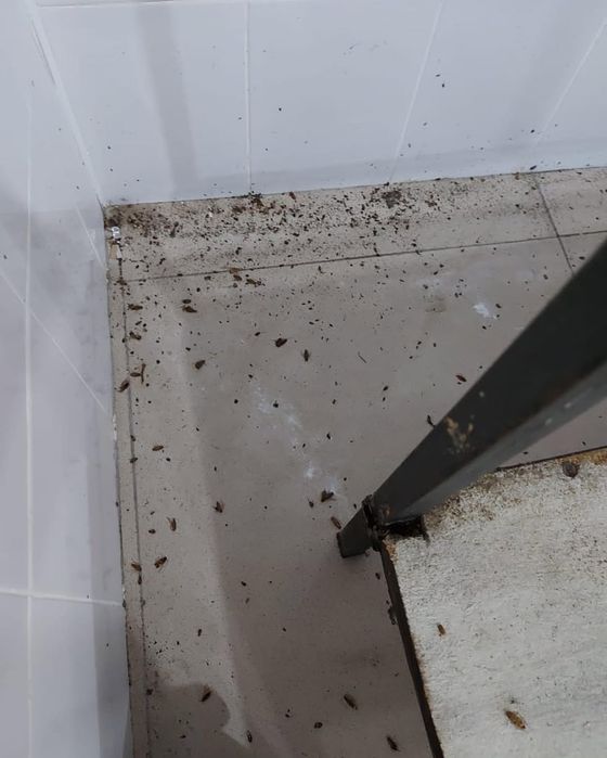 Tez yordam — Klop, Tarakan, Bedbug Dezinfeksiya Navoiy