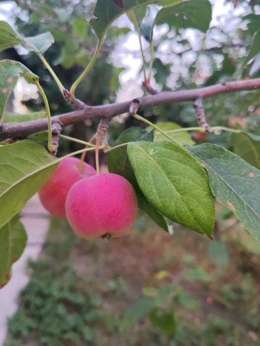 Продам яблоки сладкий