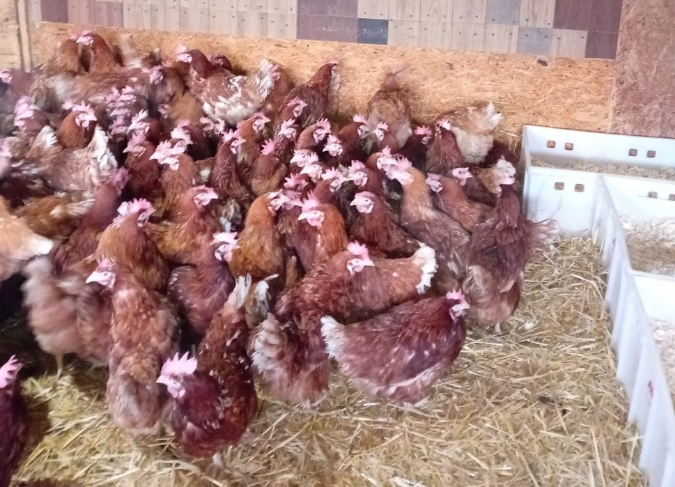 Găini tinere cu vârsta de 12 luni