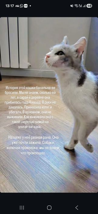 Кошка красавица в добрые руки