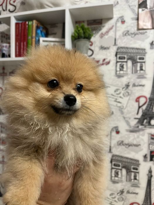 Померанский шпиц