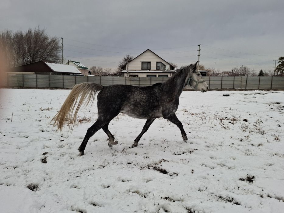 Жеребец Американский рысак