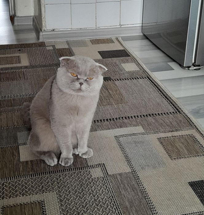 Вязка шотландский вислоухий кот