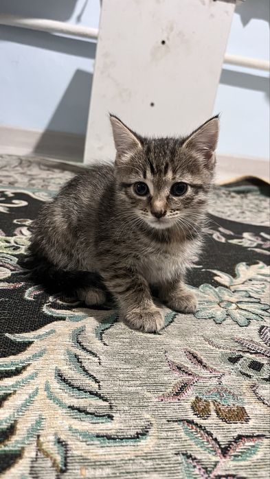 Мысықтар сатылады