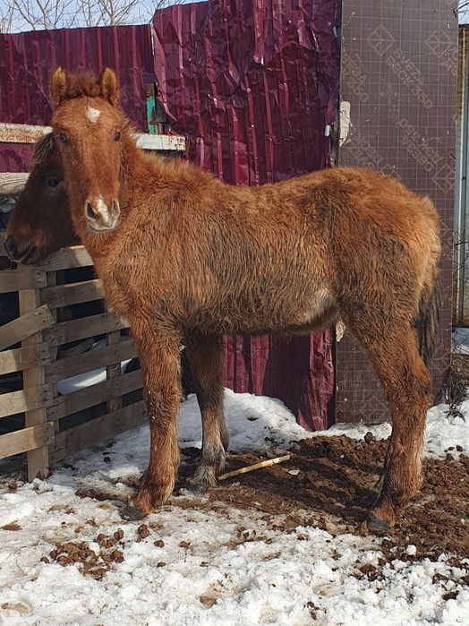 Тай еркек сатылады.