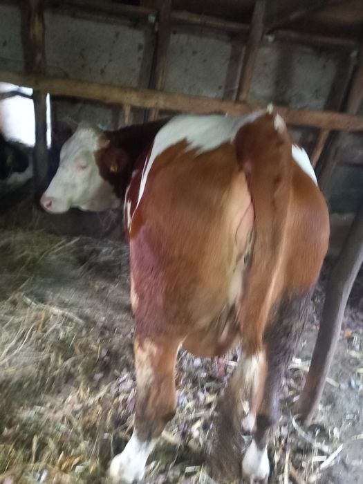Vand vaca tanara gestanta în noua luni.
