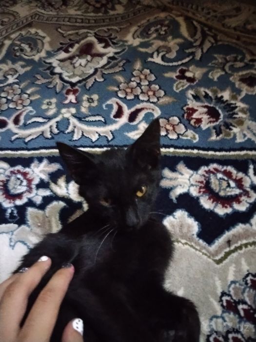 Qora mushuk zoti erkagi 4 oyligi mushuk bolasi