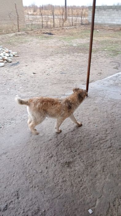 күшік сатылады қазақй Жаркент қаласы