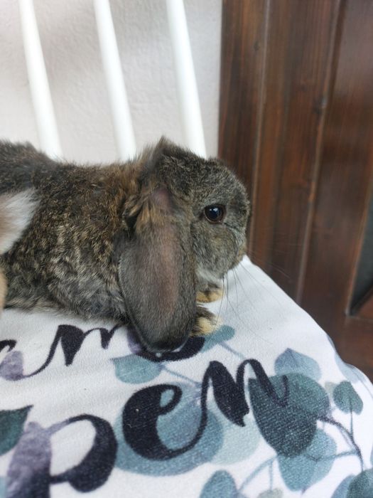 Iepure,pui rasa pitica holland lop