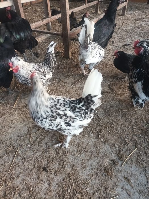 Cocosi pitici superbi sau perechi de vanzare