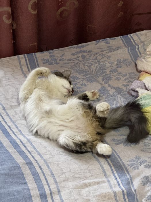 Котёнок (бесплатно)