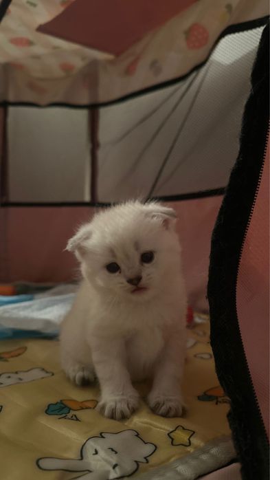 шотландский котенок