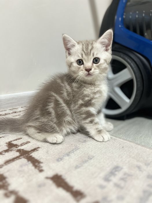 Британ шотландский котенок