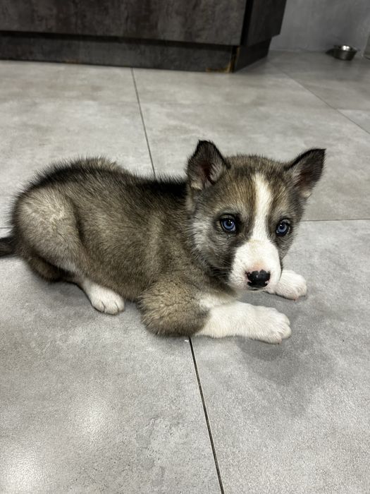 Хаски,2 месяца,голубоглазый