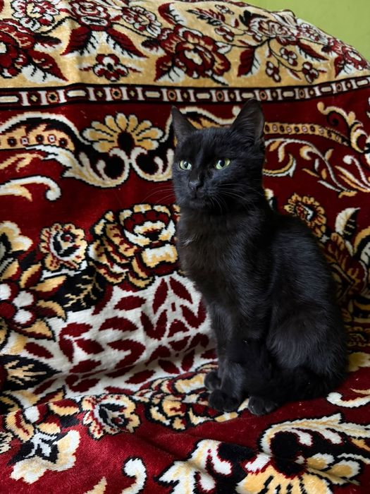 Ищет дом котёнок